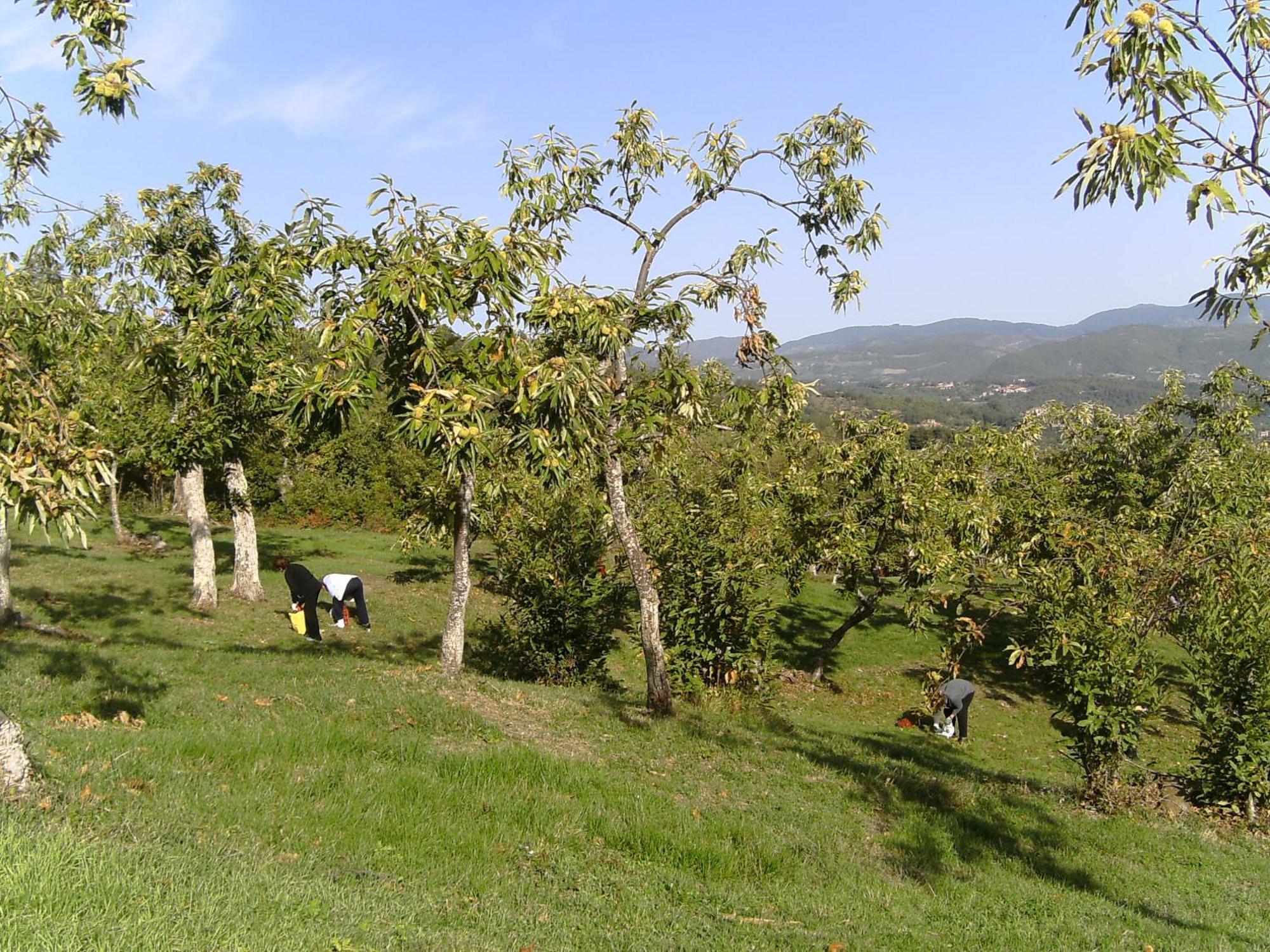 Agriturismo La Casina Villa Caprese Michelangelo Esterno foto